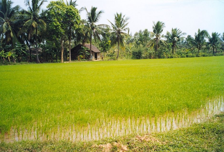 A Day Tour to Cu Chi Tunnels and Mekong Delta - Don ca tai tu music, orchard fruit tasting, and village calm
