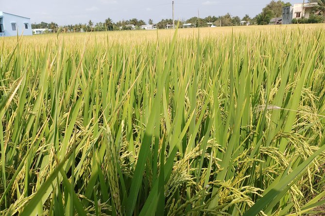 Best Private Tour Cu Chi Tunnels and Mekong Delta Full Day - Ben Tre by Rowboat and Honey Tea: Mekong Delta Life in Smaller Scale