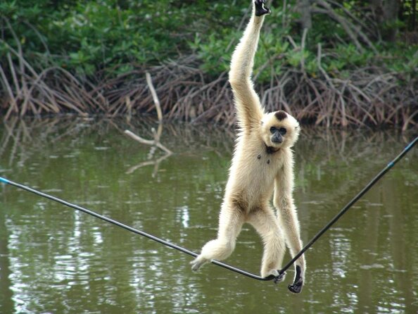 Cần Giờ Eco-Tour with Monkeys, Crocs & War History - Price and what $32.89 actually buys you