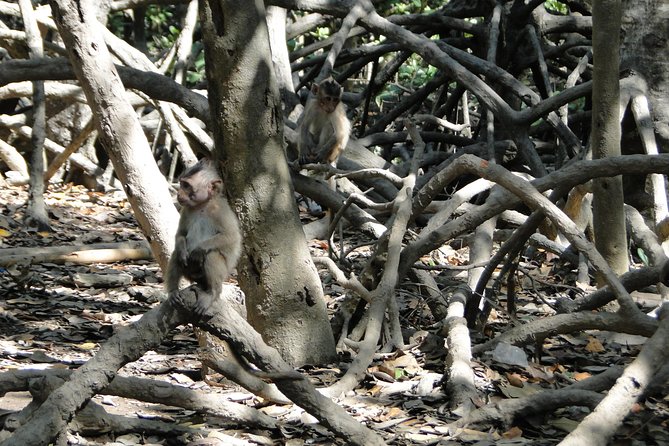 Can Gio Mangrove Eco And Wildlife Discovery Tour - Tang Bong Tower: the 26-meter viewpoint that sharpens your sense of place