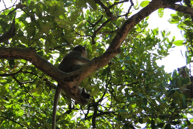 Can Gio Mangrove Eco And Wildlife Discovery Tour - Lunch in the middle of the day (and why it helps)