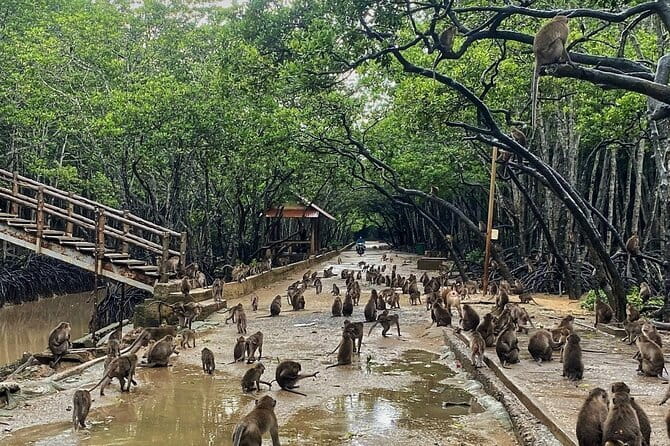 Can Gio Mangrove Forest Island Private Tour From Ho Chi Minh City - Getting from Saigon to Can Gio: car ride plus ferry time