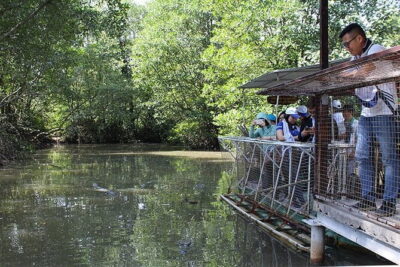 Can Gio Mangrove Forest Island Private Tour From Ho Chi Minh City - Mangrove jungle walks: how the reserve’s biodiversity shows up