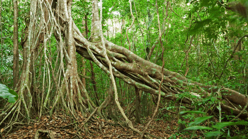 Cat Tien National Park with Crocodile Lake - Ecological Trail: Tung tree, gibbons, and Heaven’s Rapids on foot