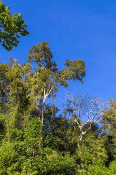 Cat Tien National Park with Crocodile Lake - Lunch at Green Hope Lodge: where the day resets