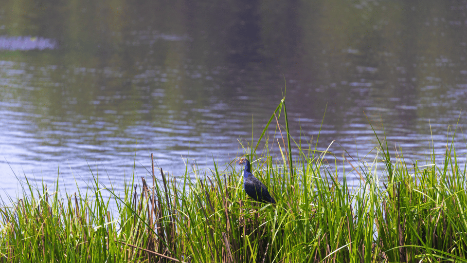 Cat Tien National Park with Crocodile Lake - Crocodile Lake: UNESCO biosphere boat time and endangered reptiles
