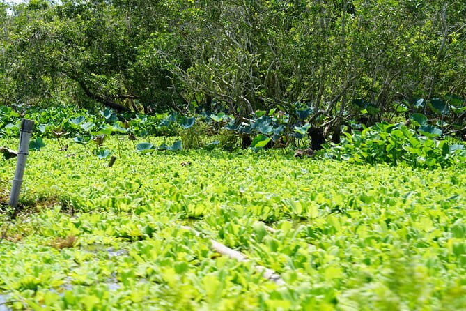 Culture and Wildlife Discovery Explore Chau Doc Tra Su Forest - Boat Time Details: The Comfort Reality Check