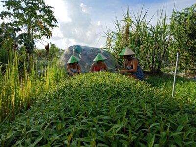 Farm-To-Table Healthy Cooking Class: Half-Day Tour - Mushroom House: Learning Varieties Before You Cook With Them