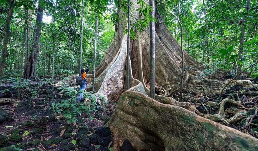 From HCM: Cat Tien Park Jungle Day Trip with Optional 2D1N - Why Cat Tien Works as a Serious Nature Escape from Ho Chi Minh City