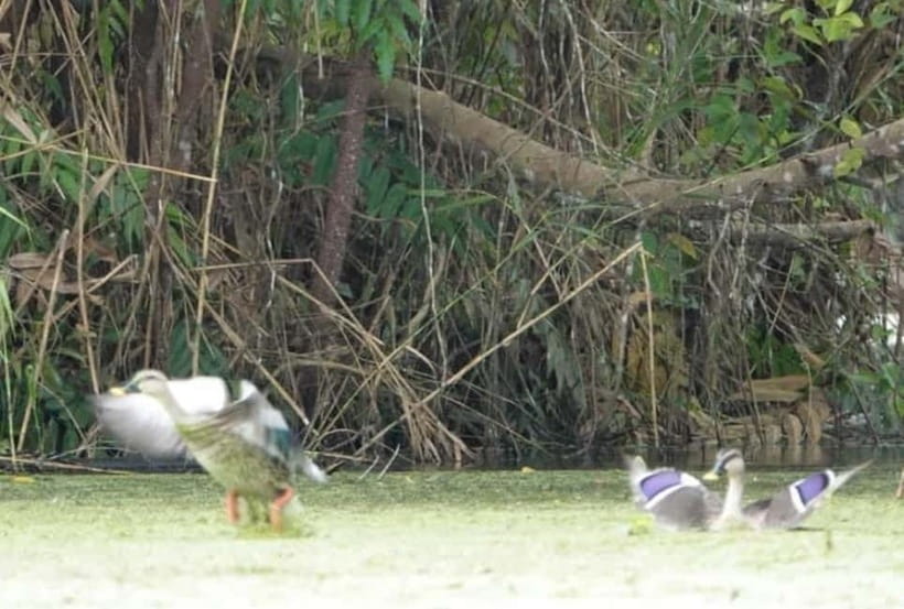 From Ho Chi Minh: Mekong Delta 3-Day Tour with Tra Su Forest - Should you book it?