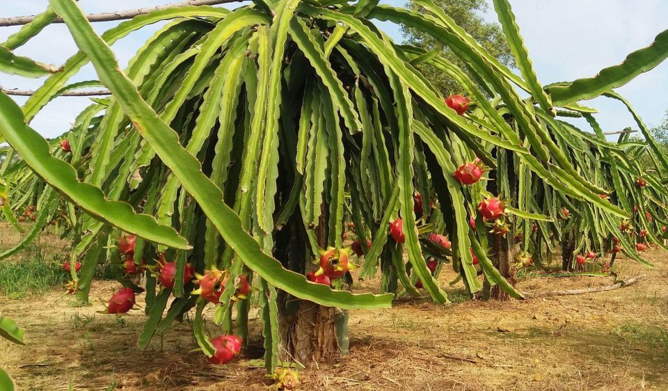 Ho Coc Beach, Nature Reserve & Dragon Fruit Farm Day Tour - A countryside-to-coast day that doesn’t feel rushed