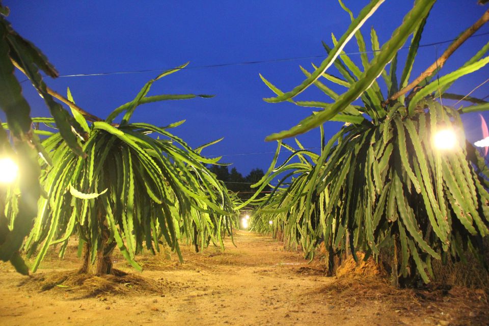 Ho Coc Beach, Nature Reserve & Dragon Fruit Farm Day Tour - The road trip: fruit gardens, pepper farms, and village life