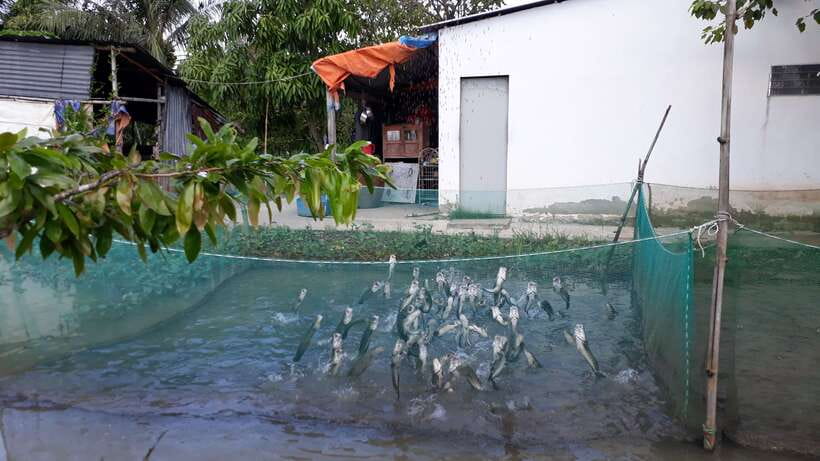 Mekong Day Tour by Car:Cai Be market, Local Island & Cycling - Who should book this Cái Bè Mekong tour?