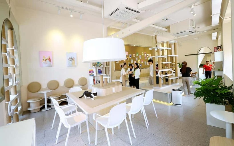Méo Meo Cat Cafe in Center of Saigon - Ticket price and what you actually get for it