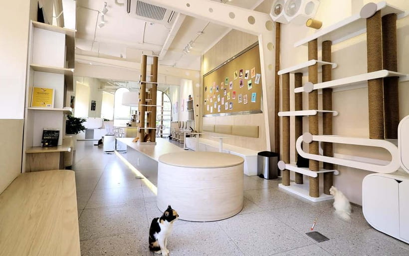 Méo Meo Cat Cafe in Center of Saigon - Rules and cat safety: how to keep the room relaxed