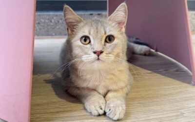 Méo Meo Cat Cafe in Center of Saigon - Who this fits best (and who should skip it)