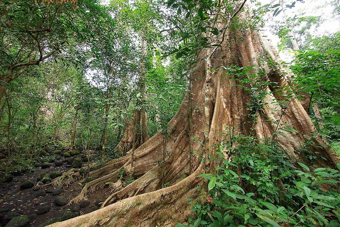 Nam Cat Tien National Park 2-Day Tour with Lodging, Meals.. - Key highlights you’ll actually care about