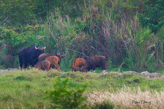 Nam Cat Tien National Park 2-Day Tour with Lodging, Meals.. - Evening animal viewing: when the jungle goes quiet (and loud)