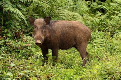 Nam Cat Tien National Park 2 Days 1 Night - Private Tour - Day 2: Bau Sau Lake by jeep and a 5 km walk through the park