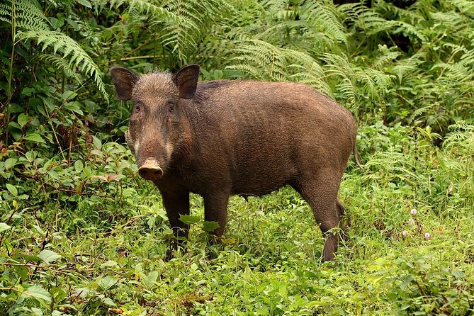 Nam Cat Tien National Park 2 Days 1 Night - Private Tour - Day 2: Bau Sau Lake by jeep and a 5 km walk through the park