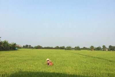 Private - An Authentic Mekong Local Version - Day Tour - Scooter time: rice fields, villages, and dragon fruit areas