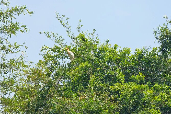Private Full Day Mekong Delta Tour to Dong Thap Muoi Wetlands - Lunch in the countryside: included, simple, and actually useful