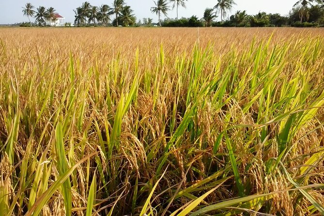 Private Mekong Delta Less Tourist - Coconut Island Tour - Key points at a glance