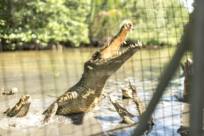 Small-Group Tour to Can Gio Vam Sat Mangrove Forest - Lunch, Crocodile Lake, and Monkey-Spotting on the Walk