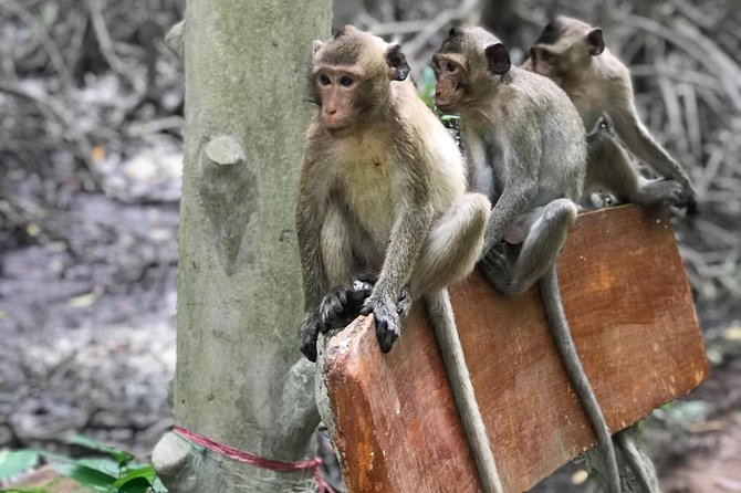 Small-Group Tour to Can Gio Vam Sat Mangrove Forest - Price and Inclusions: Is $129 a Good Deal?