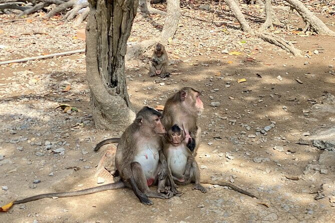 UNESCO Listed Can Gio Mangrove and Monkey Island trek - UNESCO Can Gio Mangroves: the value of going beyond a photo stop